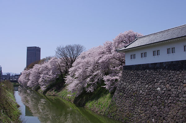 山形縣· 霞城公園的櫻花