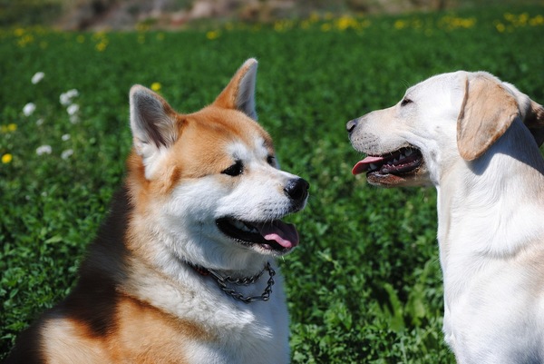 日本秋田犬（資料圖）