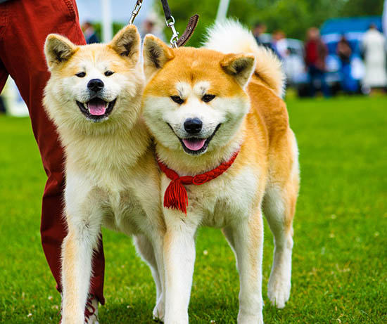 日本秋田犬（資料圖）