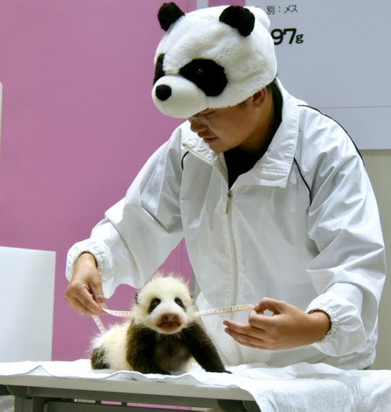 工作人員為熊貓寶寶測身長（圖片來源：朝日新聞）