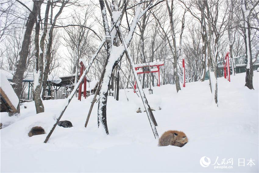 藏王狐狸村。