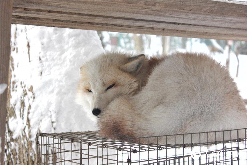 狐狸村內放養的狐狸。