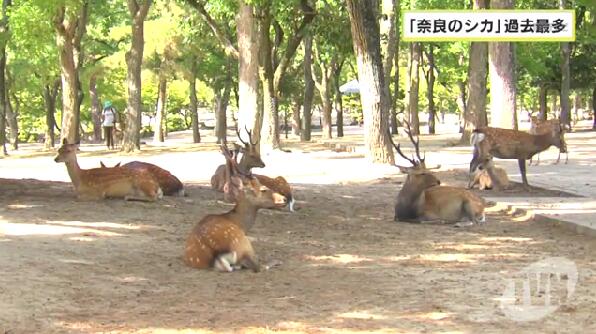 奈良小鹿数量大减