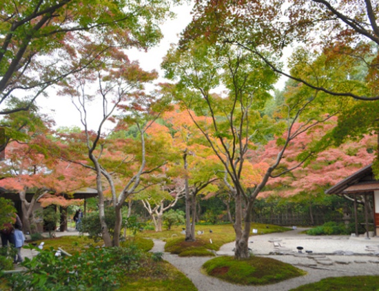 大阪萬博紀念公園“紅葉節”開幕 紅葉與日式庭院交相輝映【3】