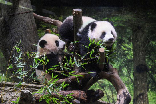 上野動物園雙胞胎大熊貓首次亮相