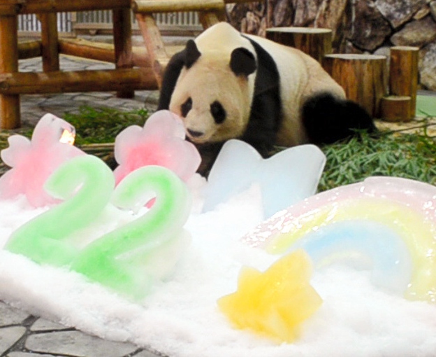 大熊猫“良滨”过生日