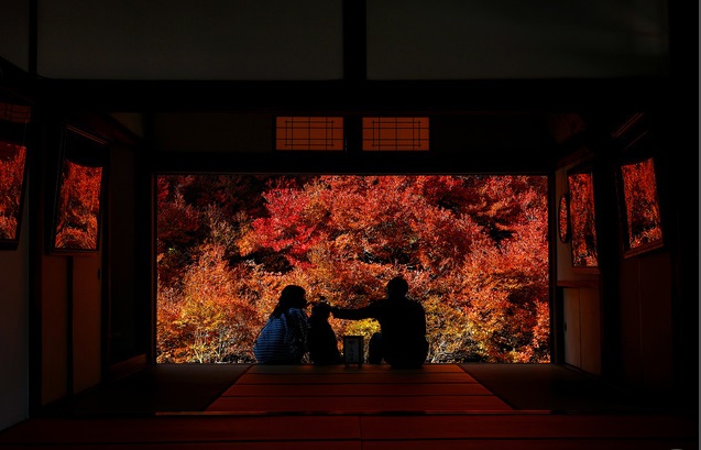 日本各地相继迎来红叶观赏季 美景宛如画卷
