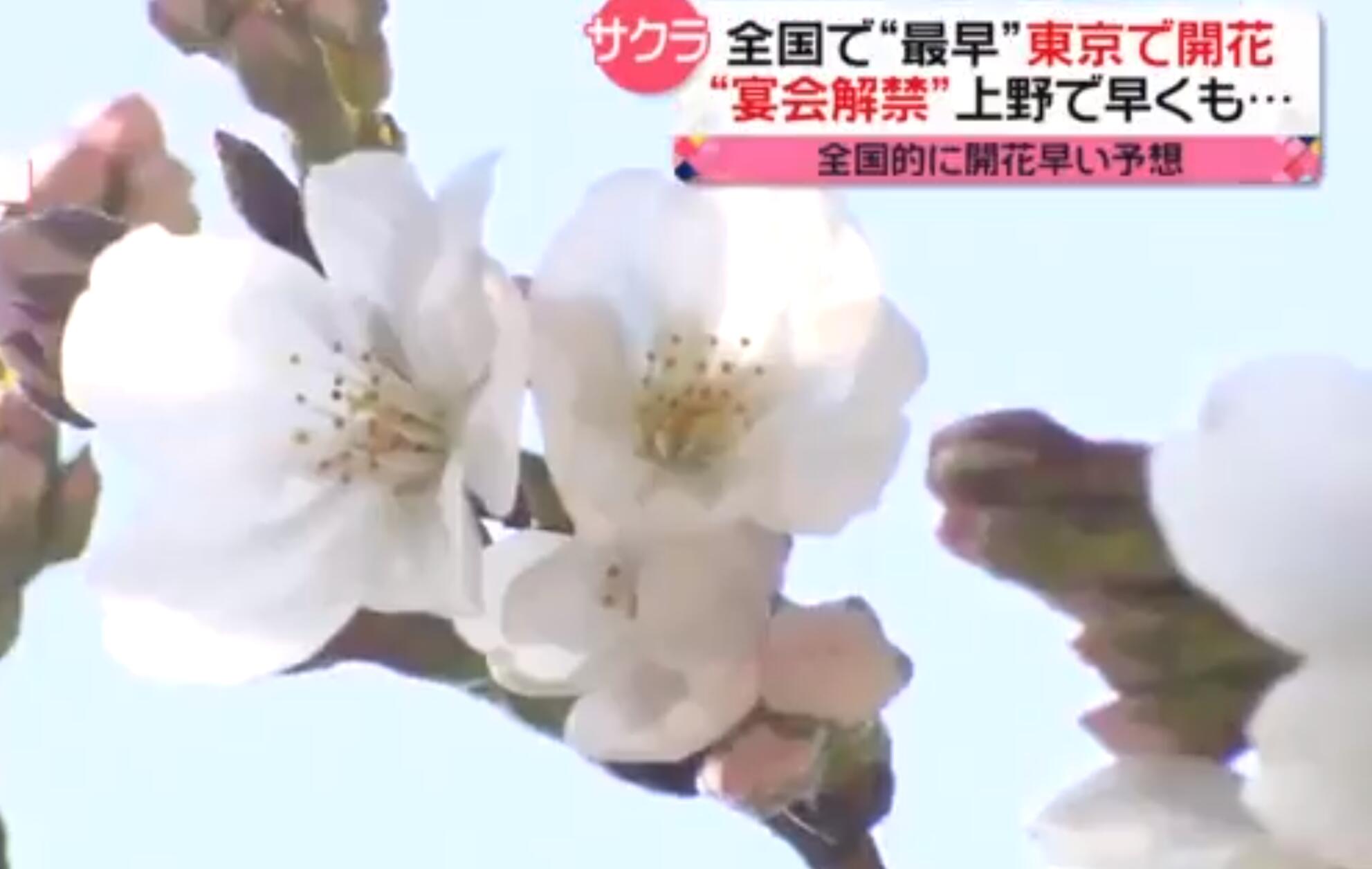 日本：如果温室效应进一步加剧 未来或导致樱花不能开花