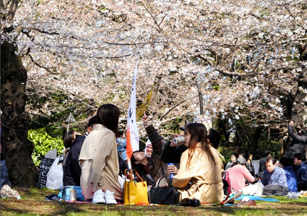 东京上野公园聚餐赏樱的景象时隔3年再现