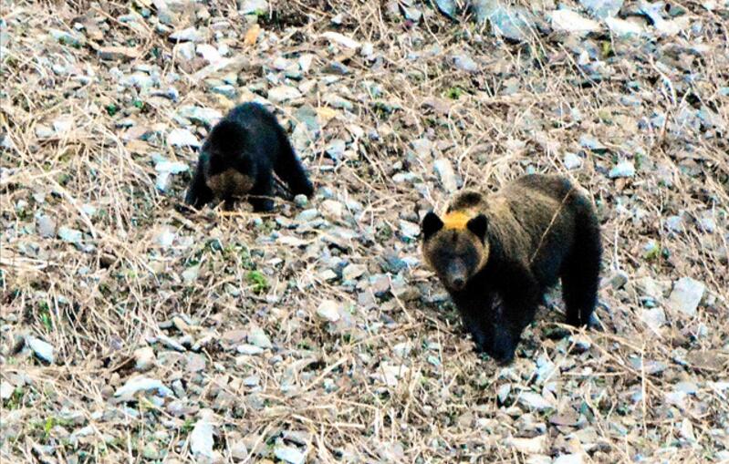 “熊出没注意”不是虚言频繁伤人 日本北海道决定解除禁猎令