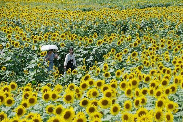 日本東京都清瀨市的“向日葵節”。圖片來源：《朝日新聞》